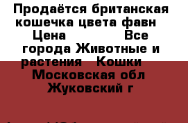 Продаётся британская кошечка цвета фавн › Цена ­ 10 000 - Все города Животные и растения » Кошки   . Московская обл.,Жуковский г.